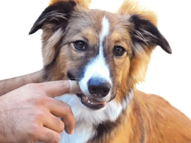 Escova de dentes super macia para pets cães e gatos