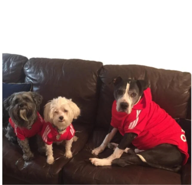 Ropa sudadera para perros