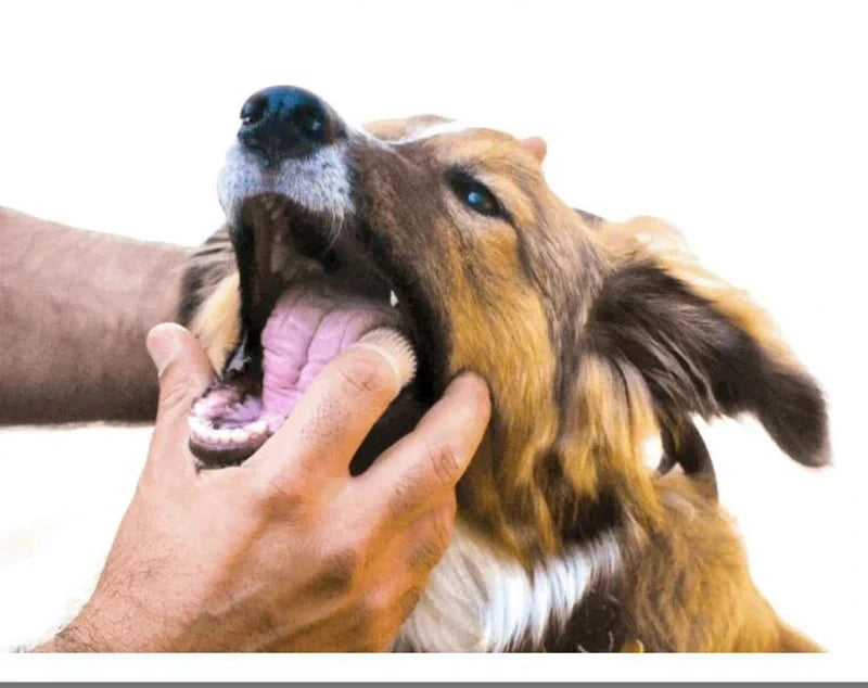Escova de dentes super macia para pets cães e gatos